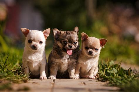 Chihuahua puppies .